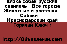 вязка собак русский спаниель - Все города Животные и растения » Собаки   . Краснодарский край,Горячий Ключ г.